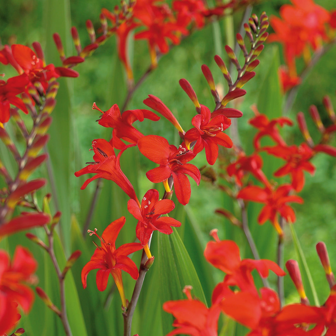 Ruostekukka, Crocosmia 'Lucifer'
