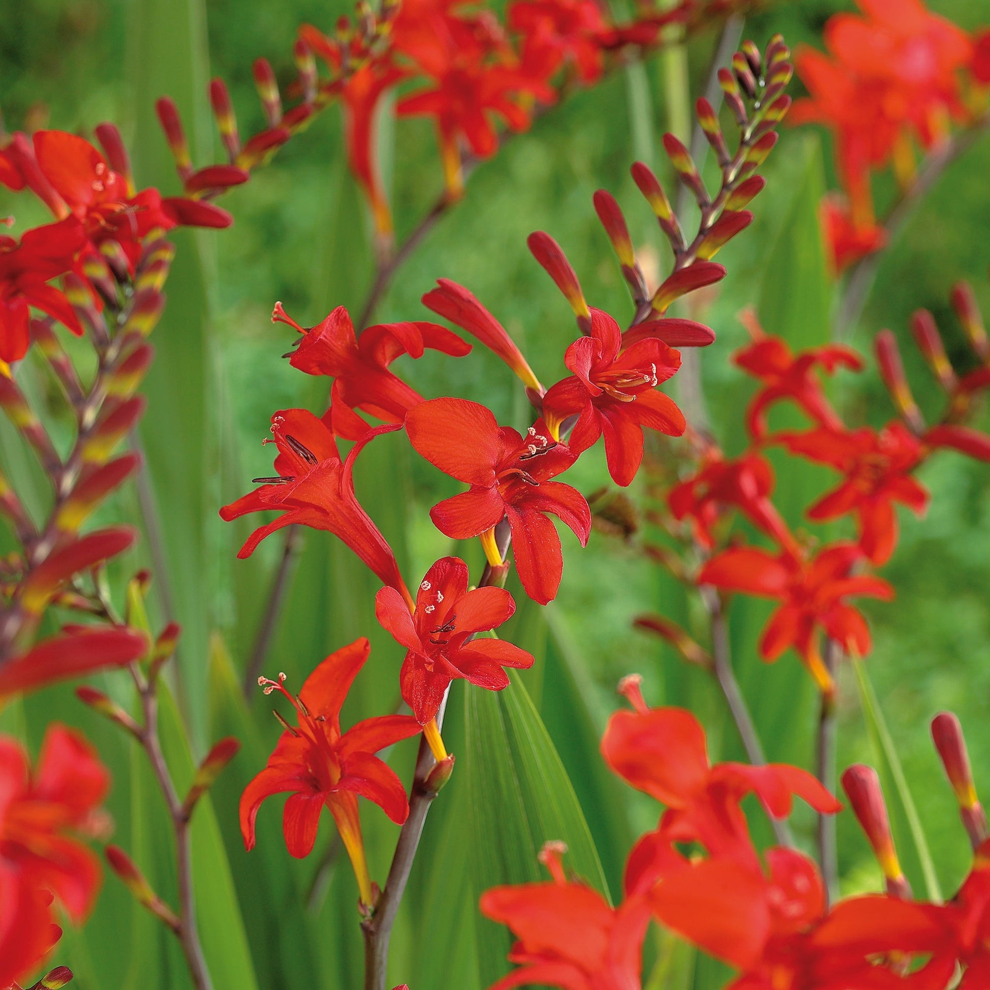 Ruostekukka, Crocosmia 'Lucifer'