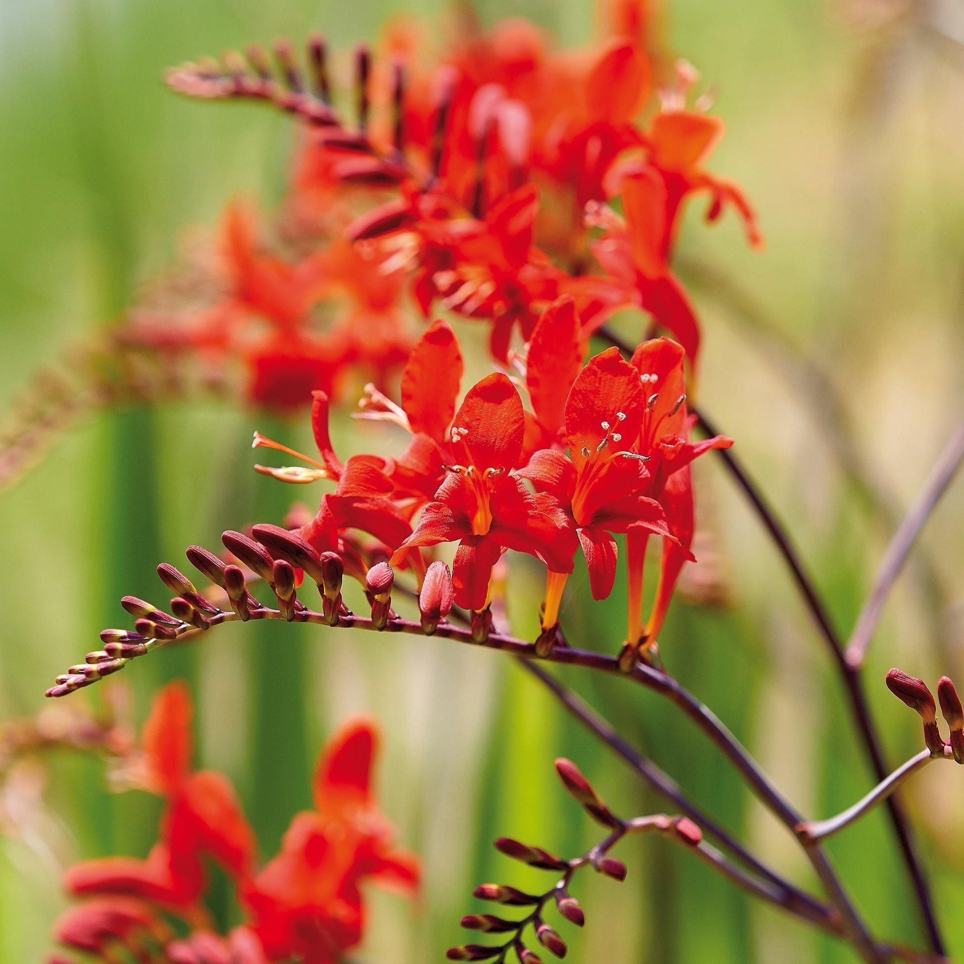 Ruostekukka, Crocosmia 'Red King'