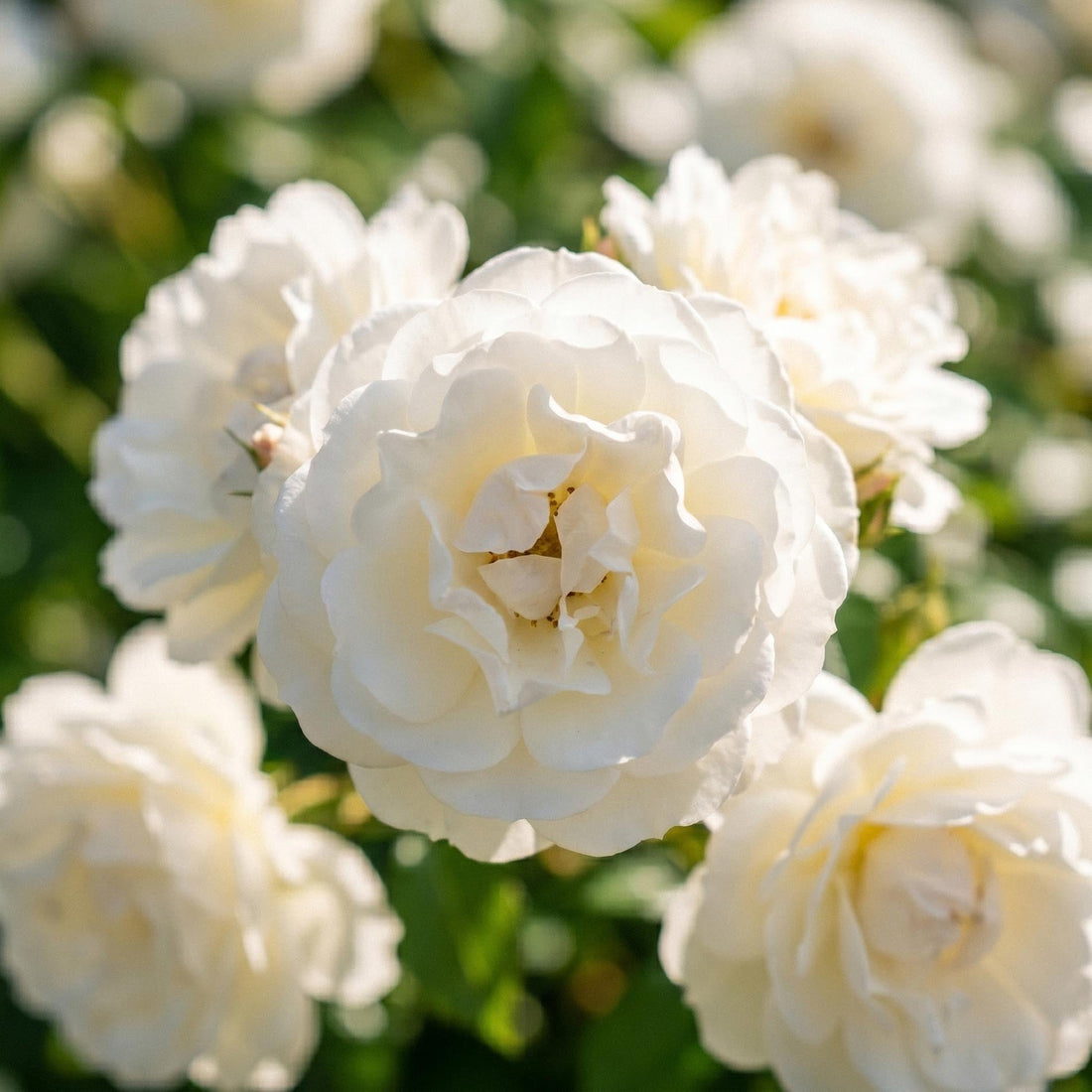 Ruusu 'Climbing Iceberg'