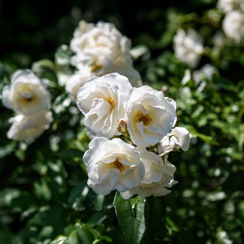 Ruusu 'Climbing Iceberg'