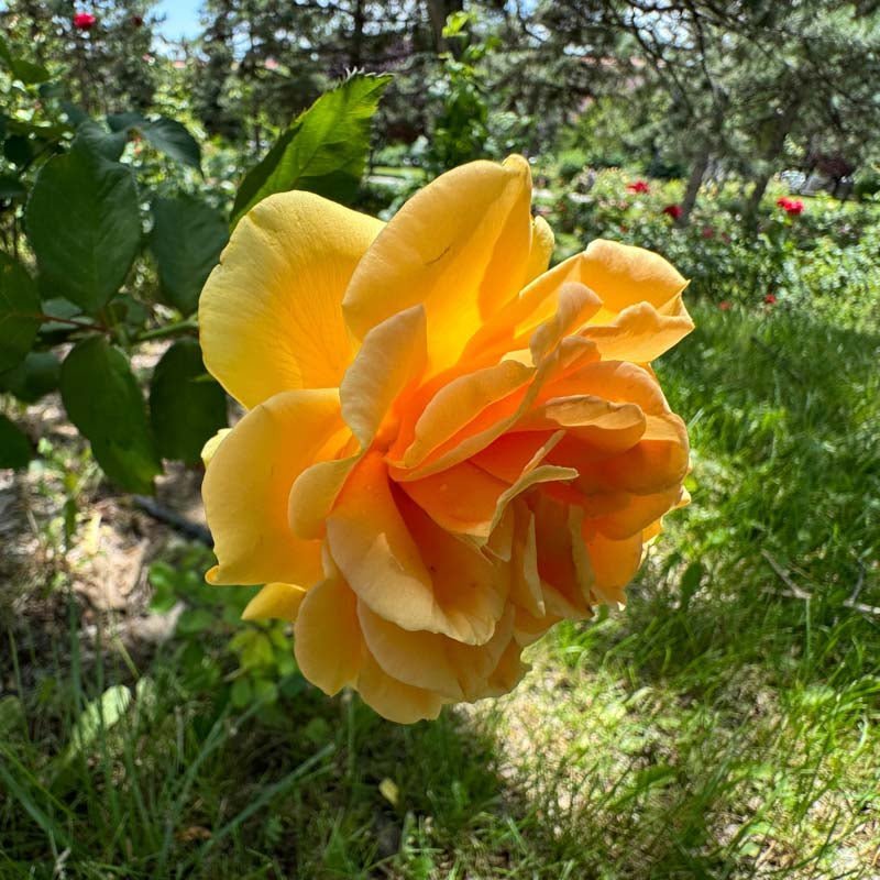 Ruusu 'Diamond Jubilee'