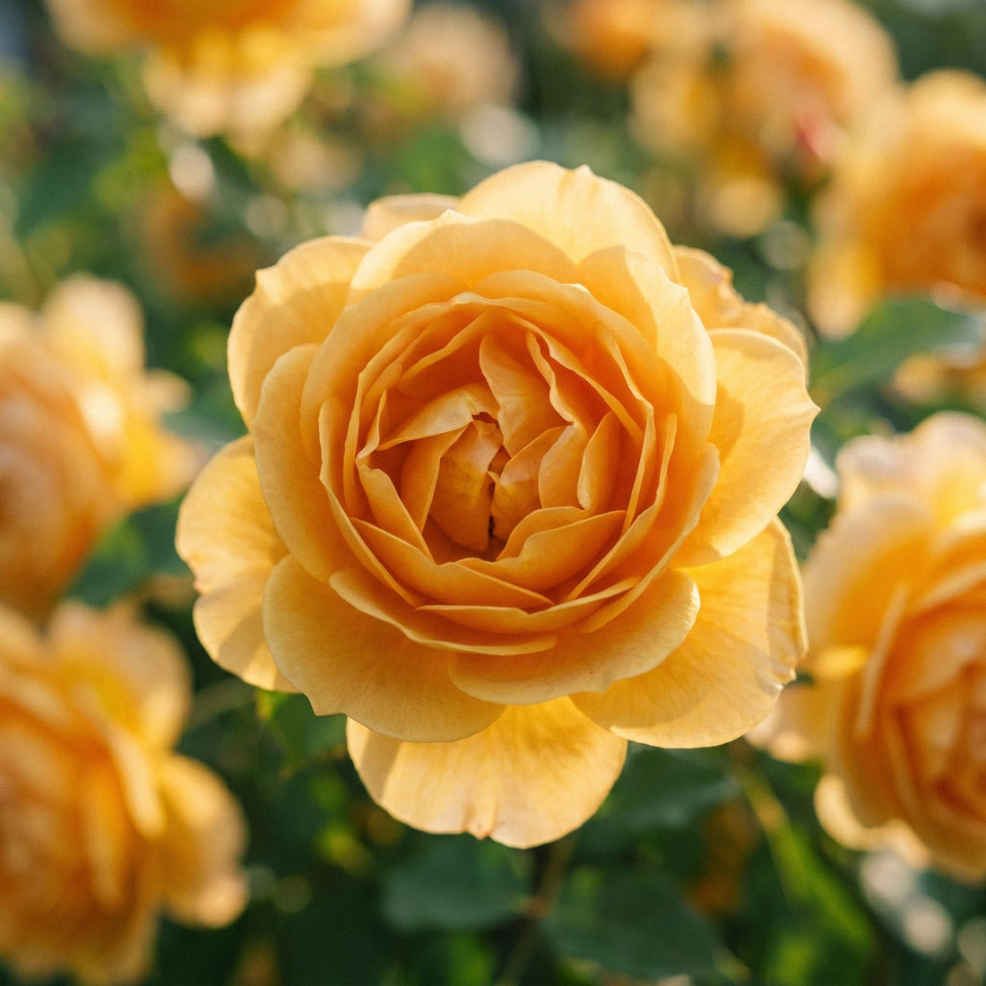 Ruusu 'Diamond Jubilee'