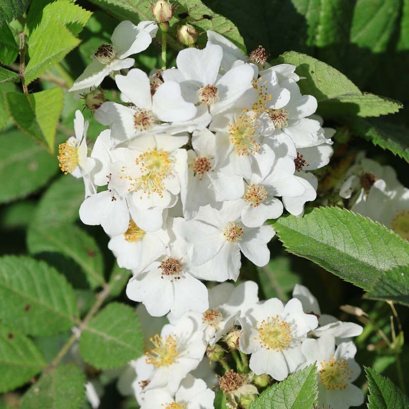 Ruusu 'Filipes Kiftsgate'