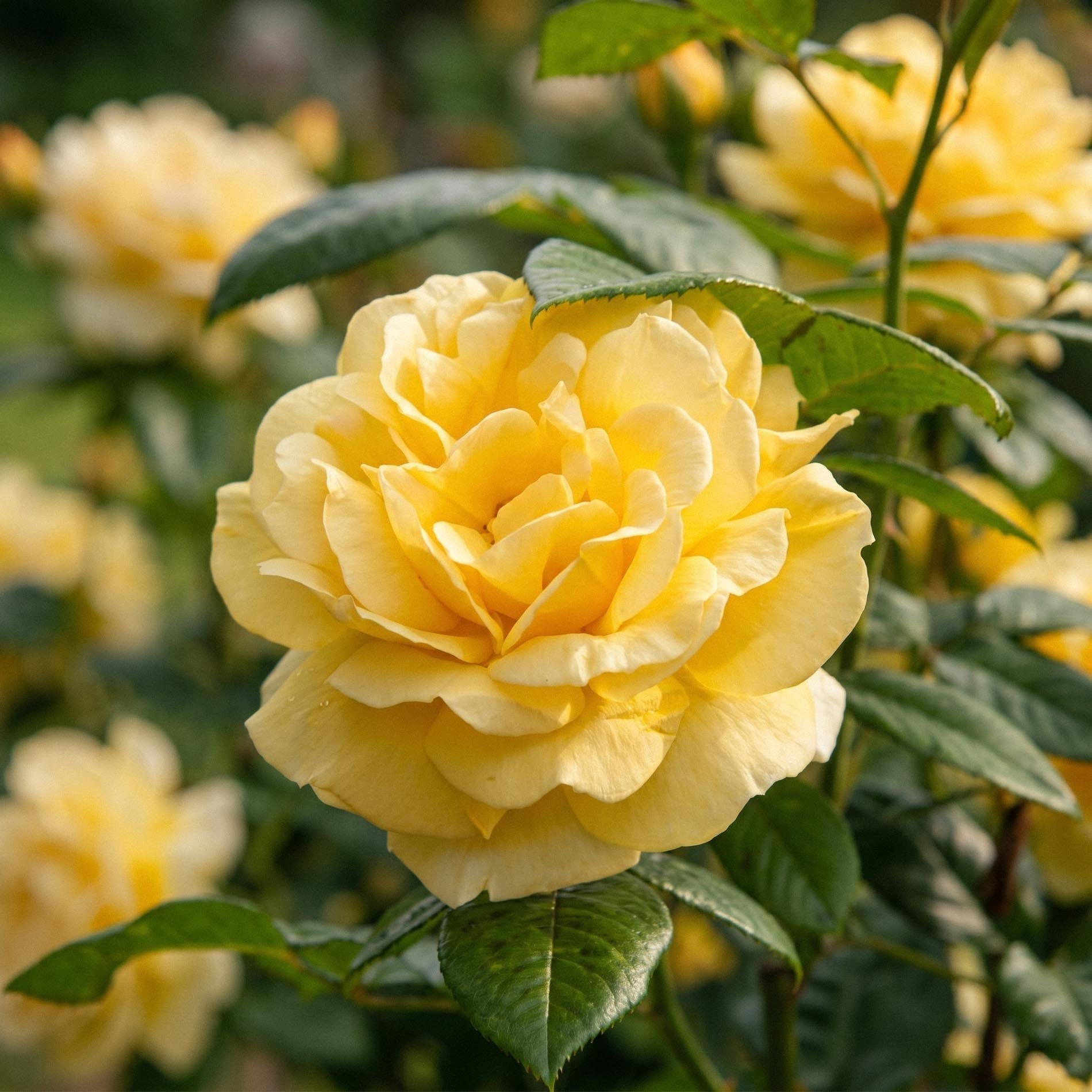 Ruusu 'Garden Princess'