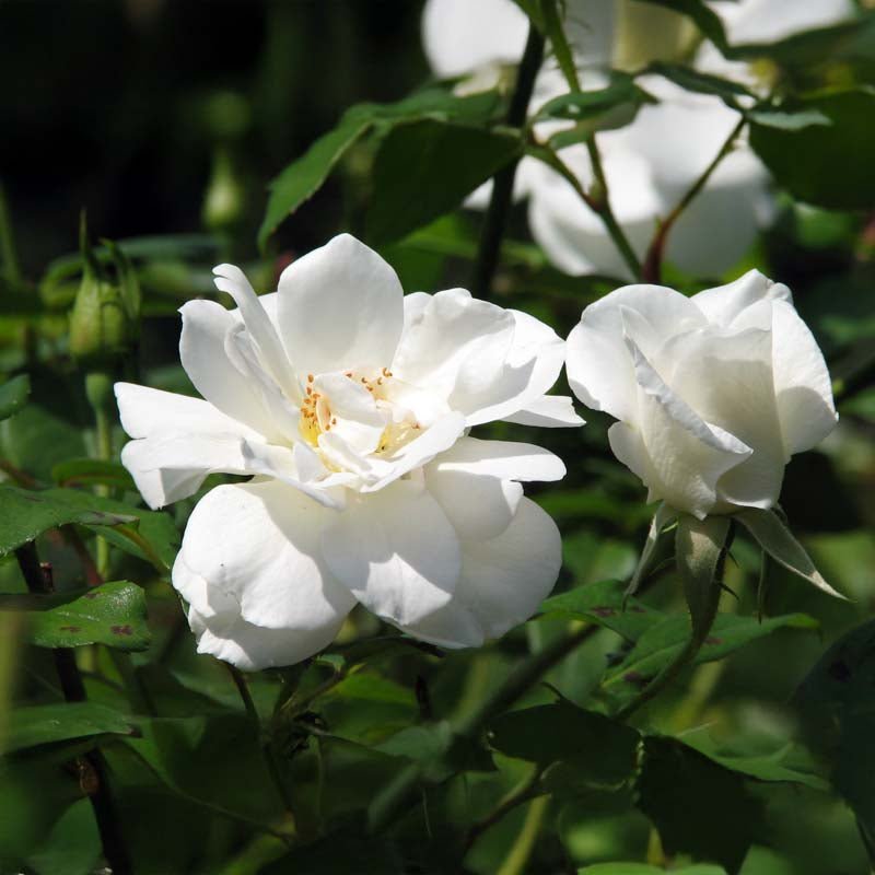 Ruusu 'Katharina Zeimet'