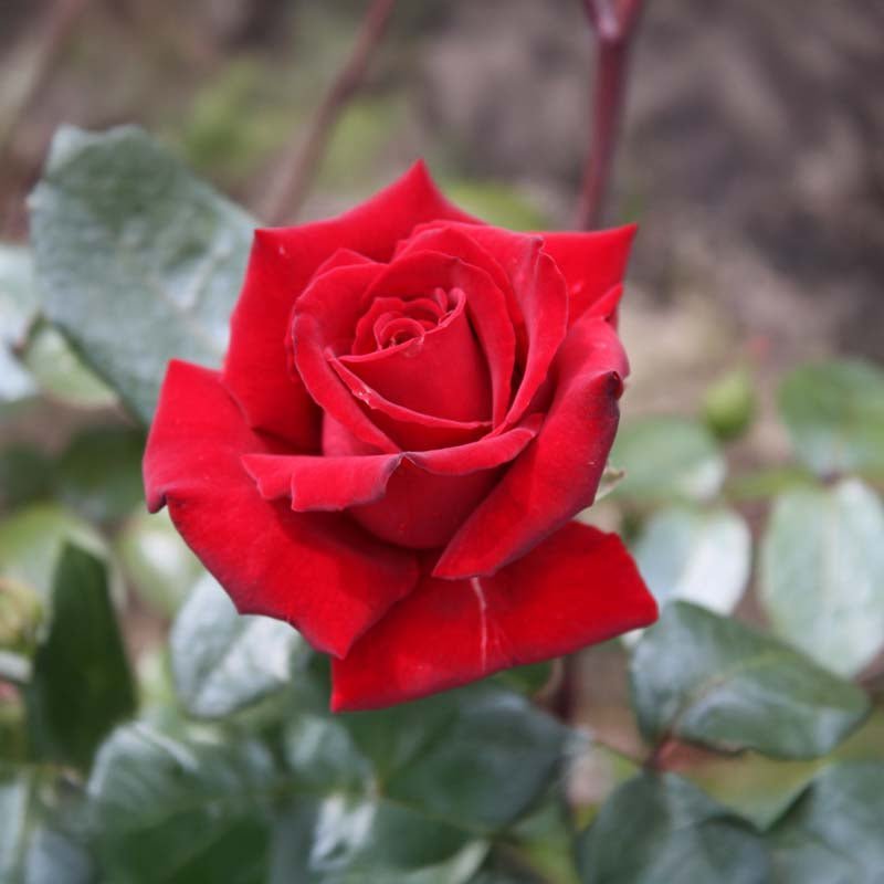 Ruusu 'Mister Lincoln'