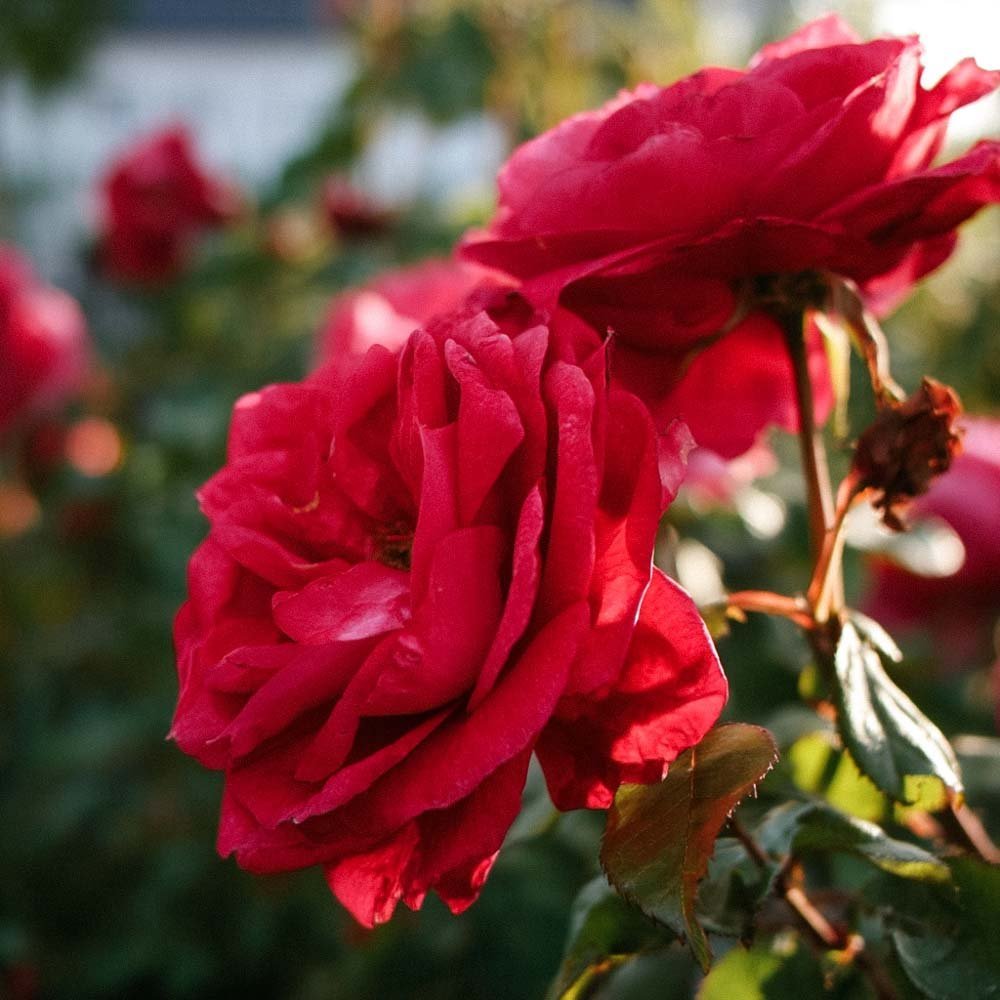 Ruusu 'Paul's Scarlet'