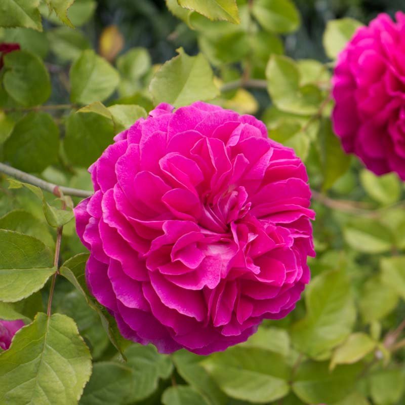 Ruusu 'Ruusu de Rescht'