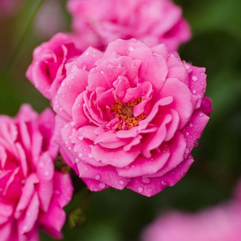 Ruusu 'Super Excelsa'