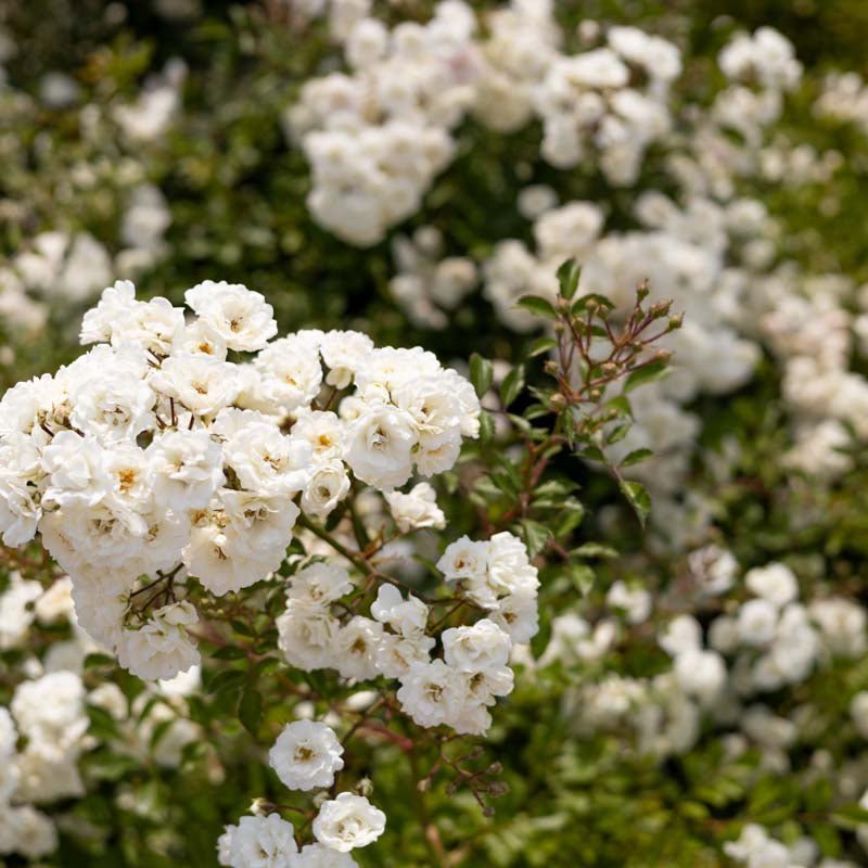 Ruusu 'White The Fairy'