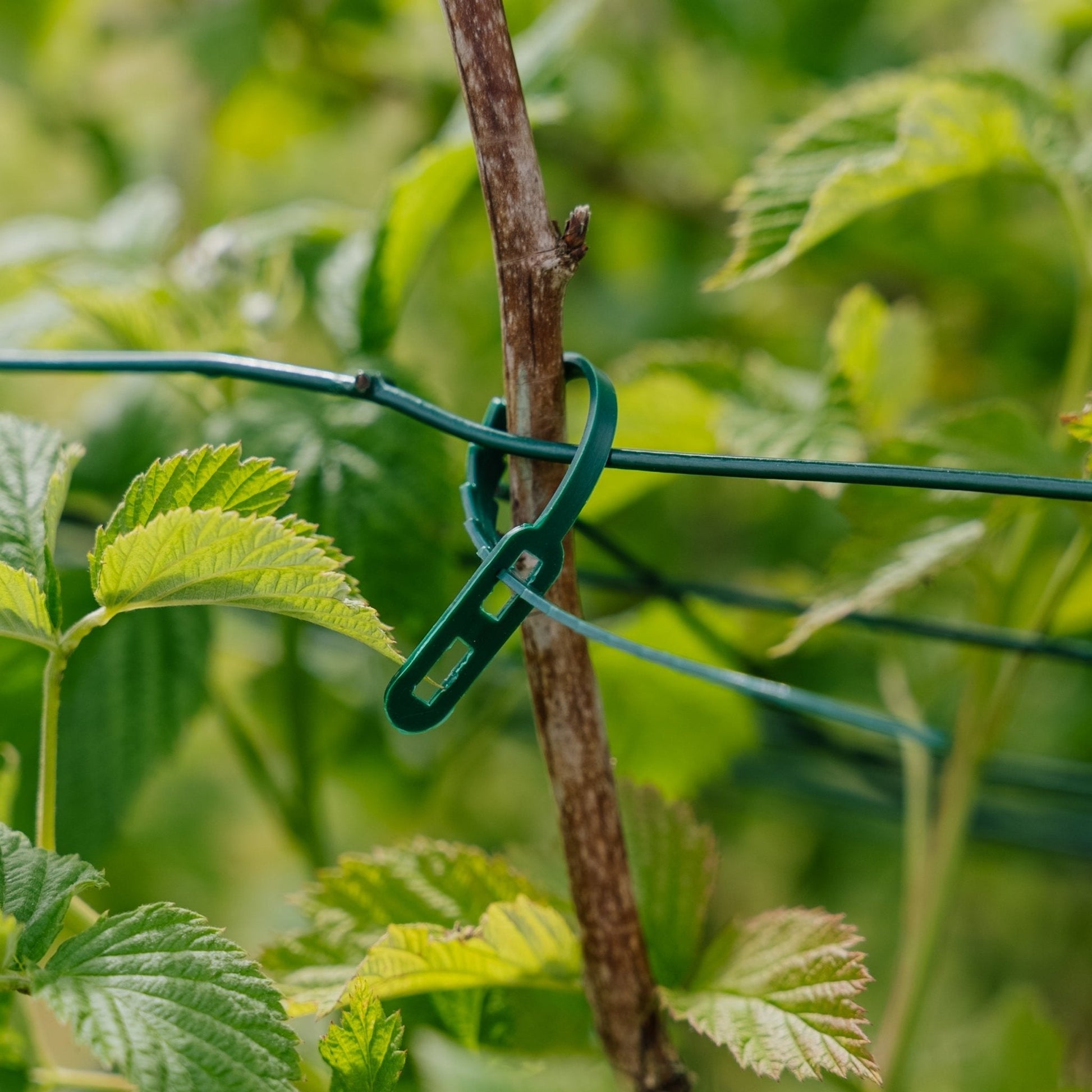 Säädettävät kasvinsidontanauhat, 50 kpl