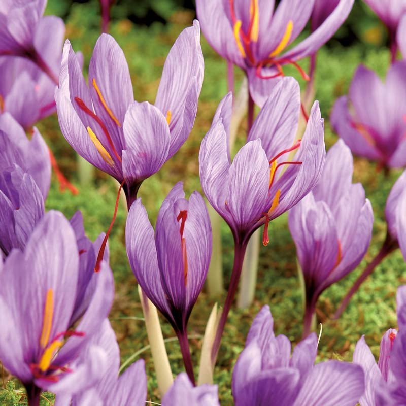 Saffranskrokus 'Crocus sativus'