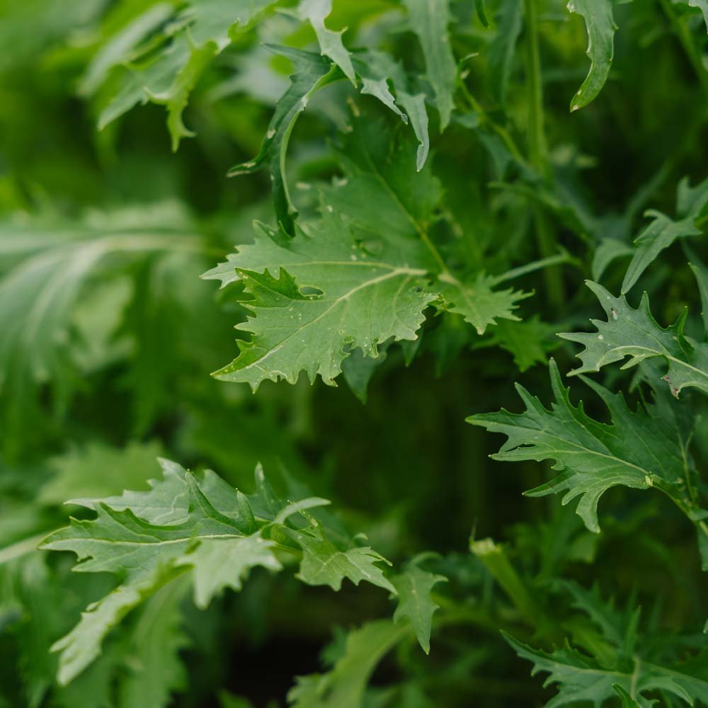 Salaatin siemenet 'Mizuna' - 100 luomusiementä