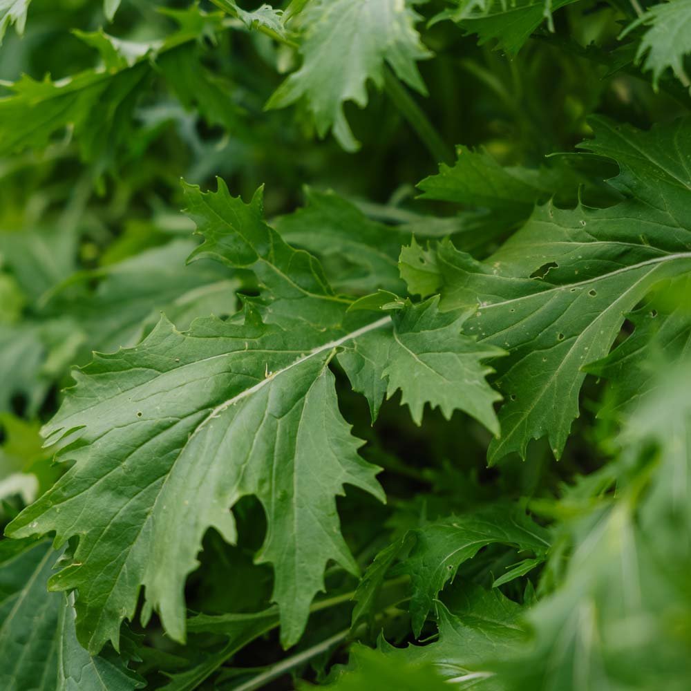 Salaatin siemenet 'Mizuna' - 100 luomusiementä