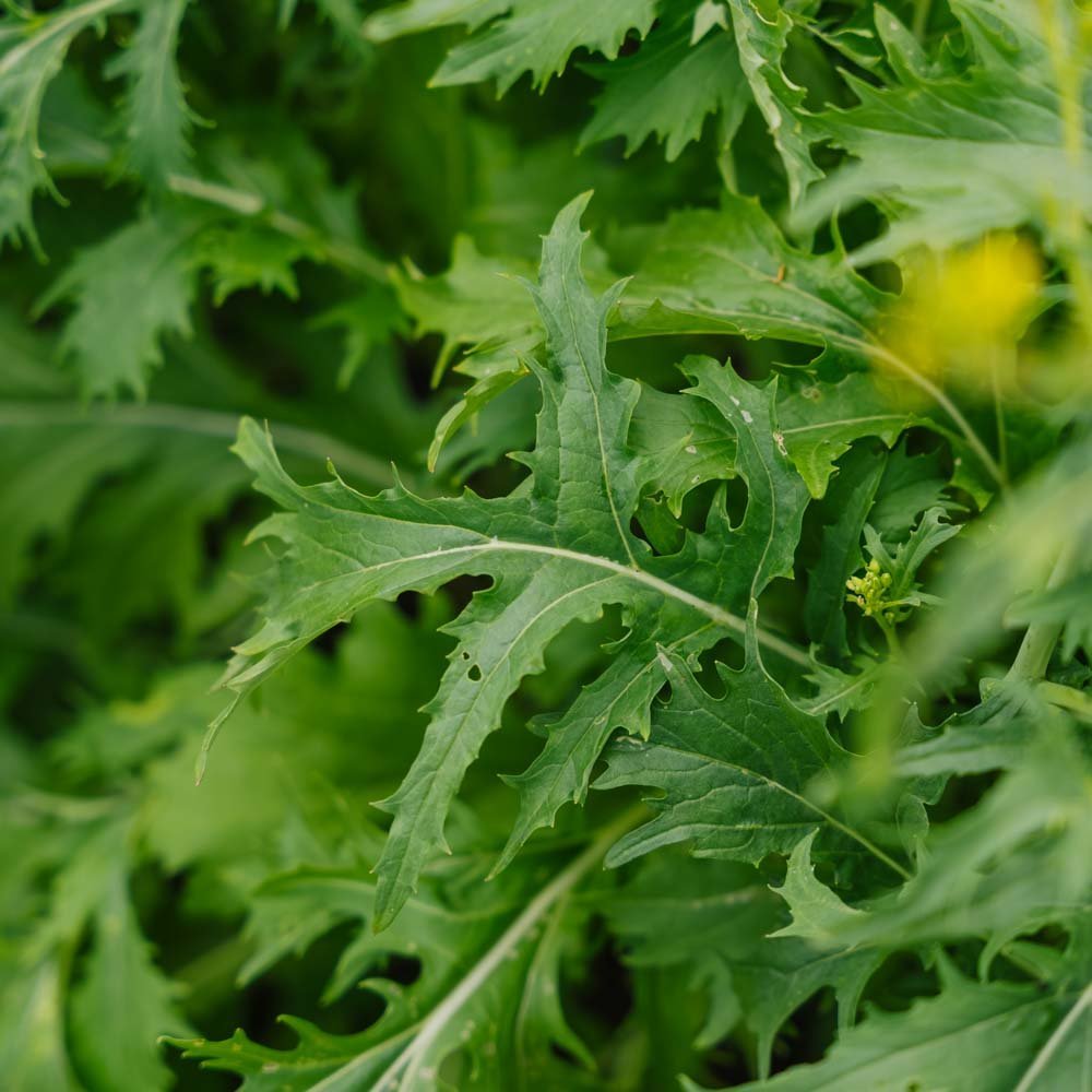 Salaatin siemenet 'Mizuna' - 100 luomusiementä