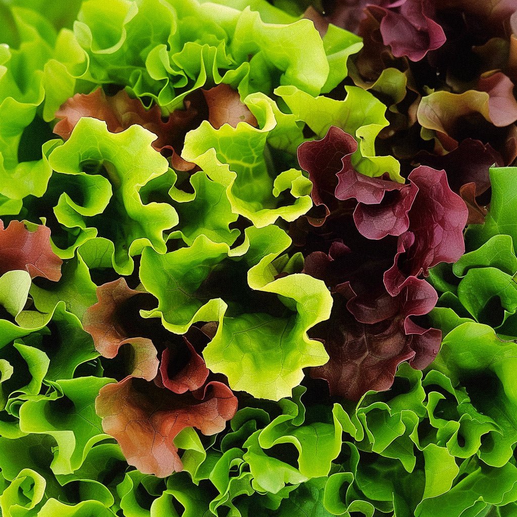 Salaatinsiemenet 'Mesclun' - 140 luomusiementä