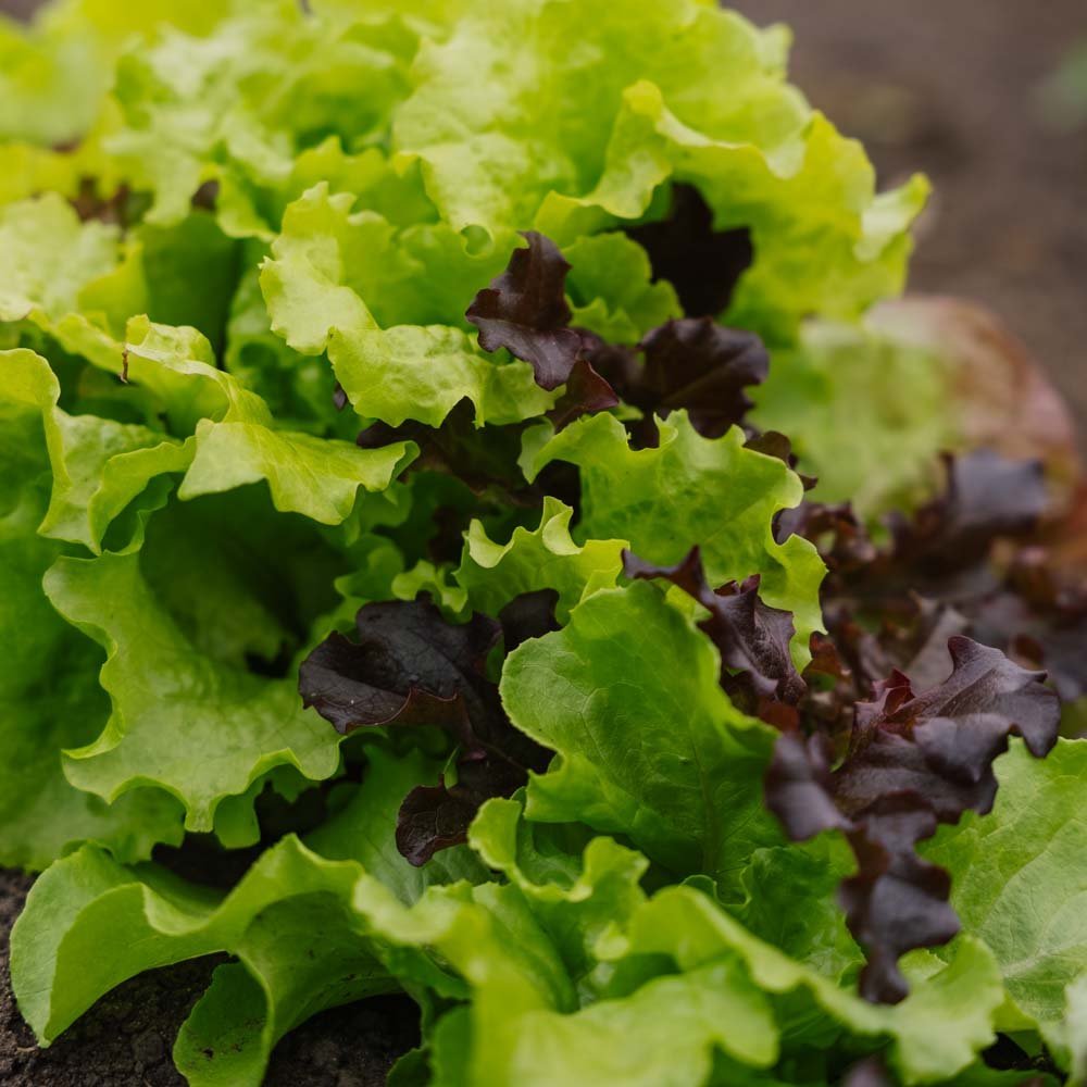 Salaatinsiemenet 'Mesclun' - 140 luomusiementä