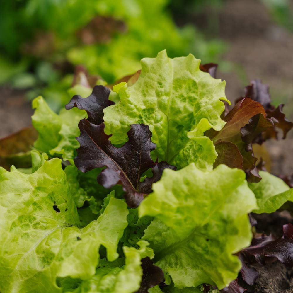 Salaatinsiemenet 'Mesclun' - 140 luomusiementä