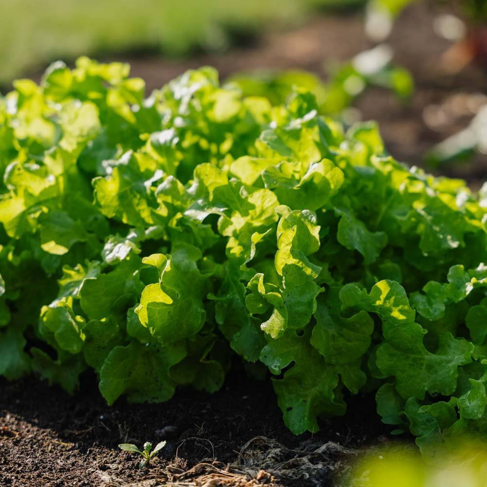Salaatinsiemenet 'Salad Bowl' - 100 luomusiementä