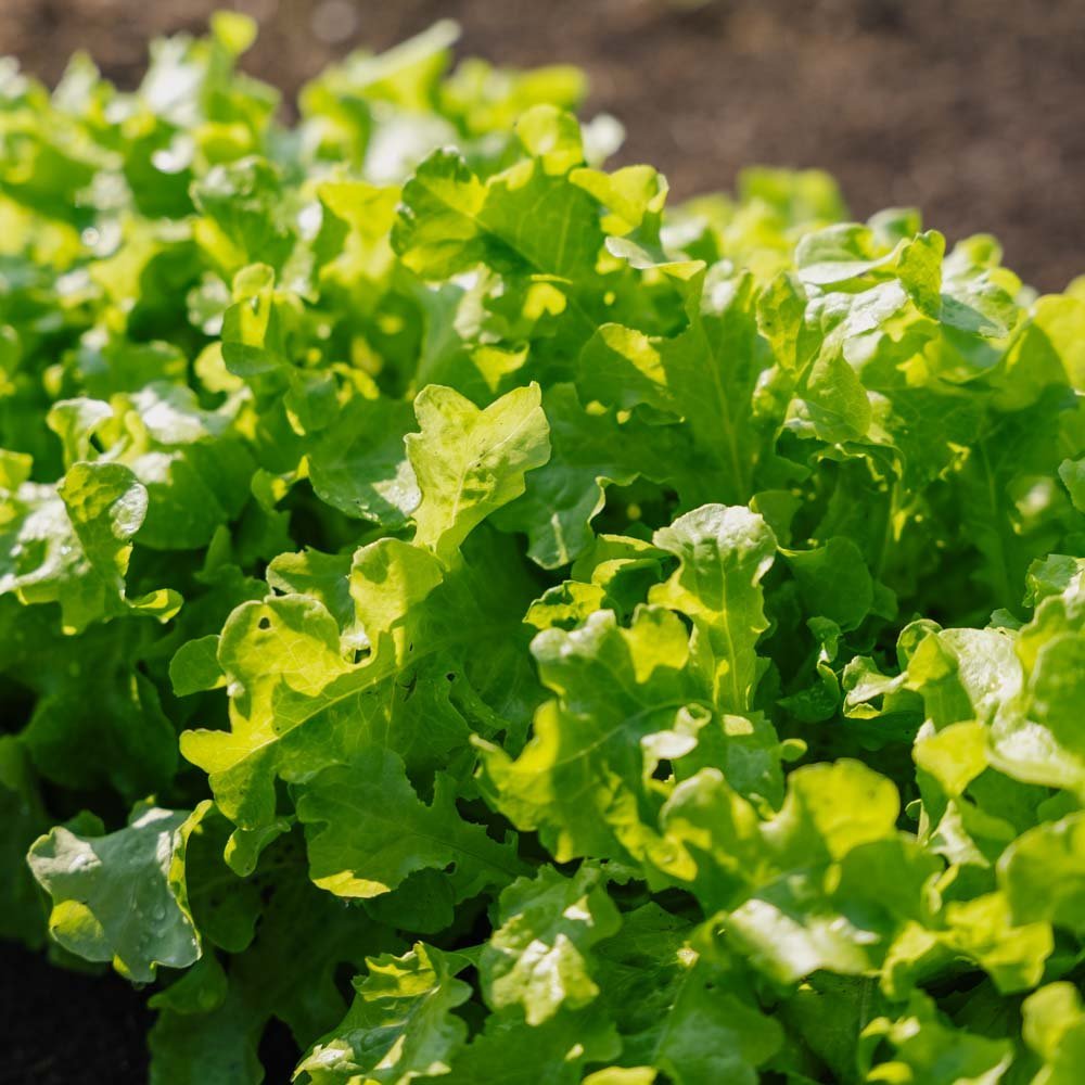 Salaatinsiemenet 'Salad Bowl' - 100 luomusiementä