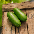 Salaattikurkku 'Kaikura F1' - 5 luomusiementä
