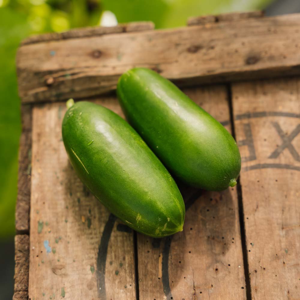 Salaattikurkku 'Kaikura F1' - 5 luomusiementä