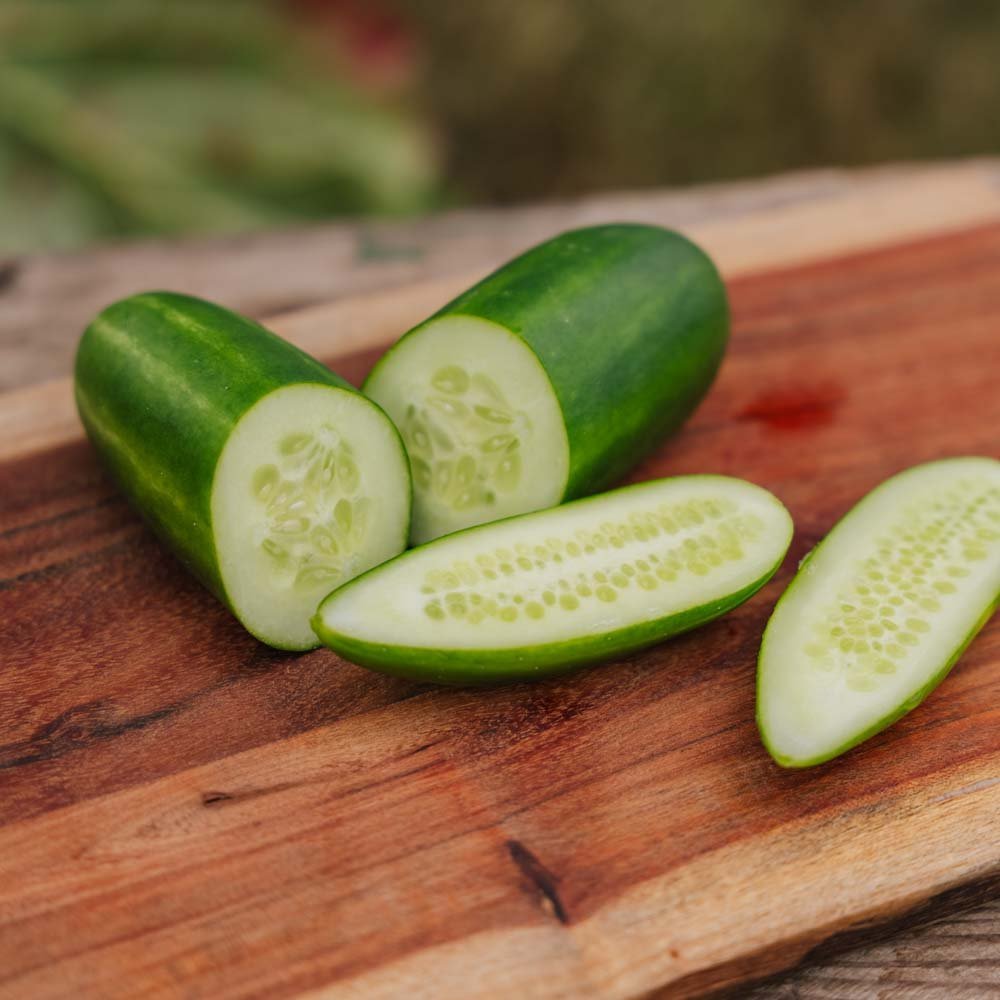 Salaattikurkku 'Kaikura F1' - 5 luomusiementä