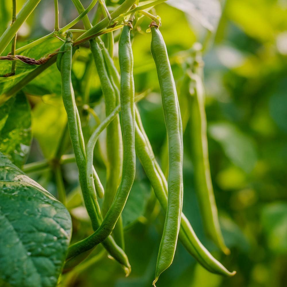 Salkopapujen siemenet 'Cobra' - 20 luomusiementä