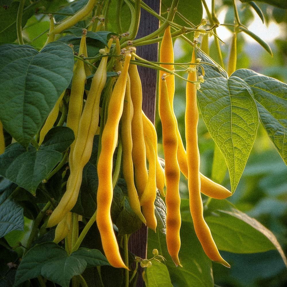 Salkopapujen siemenet 'Neckargold' - 20 luomusiementä