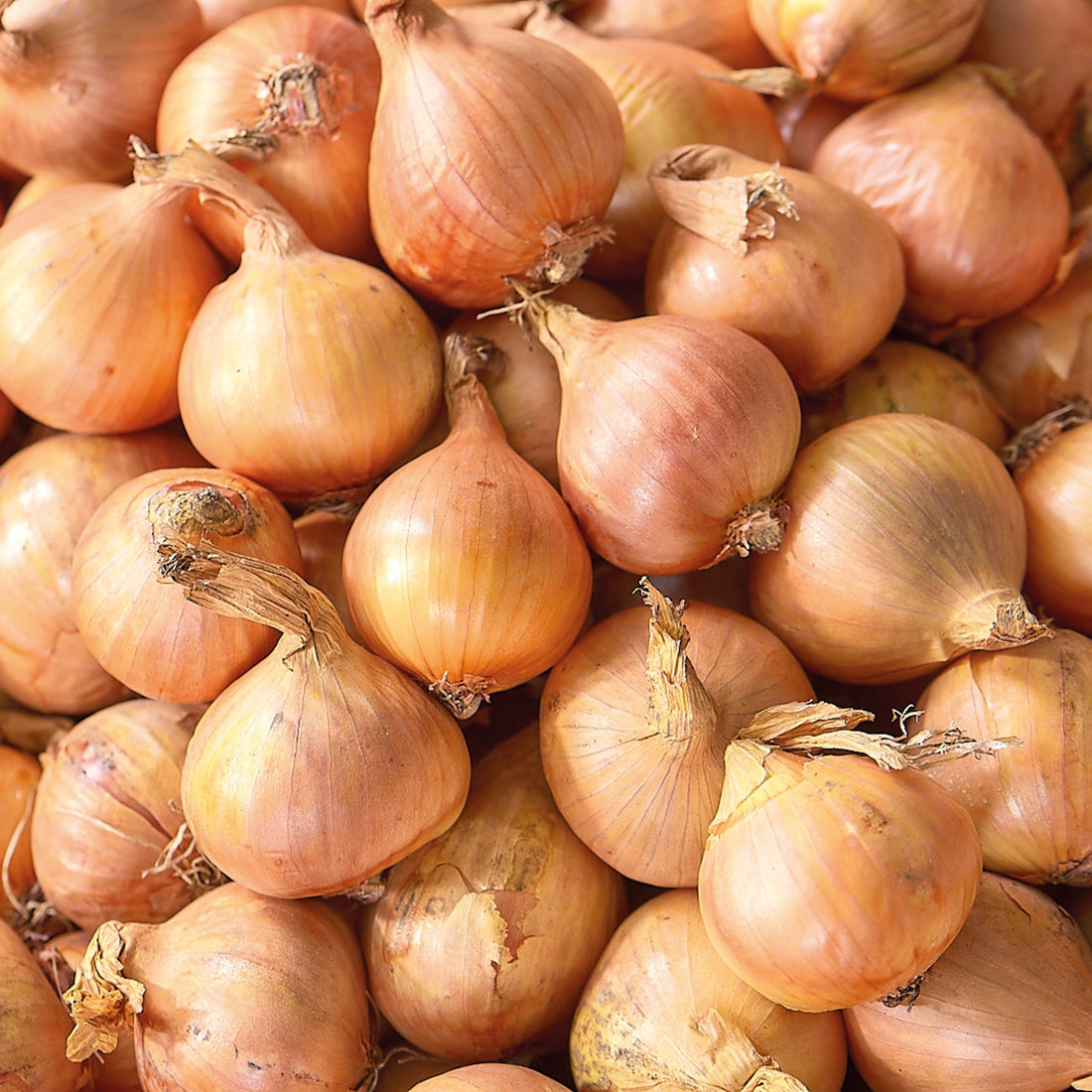 Salottisipuli 'Golden Gourmet'