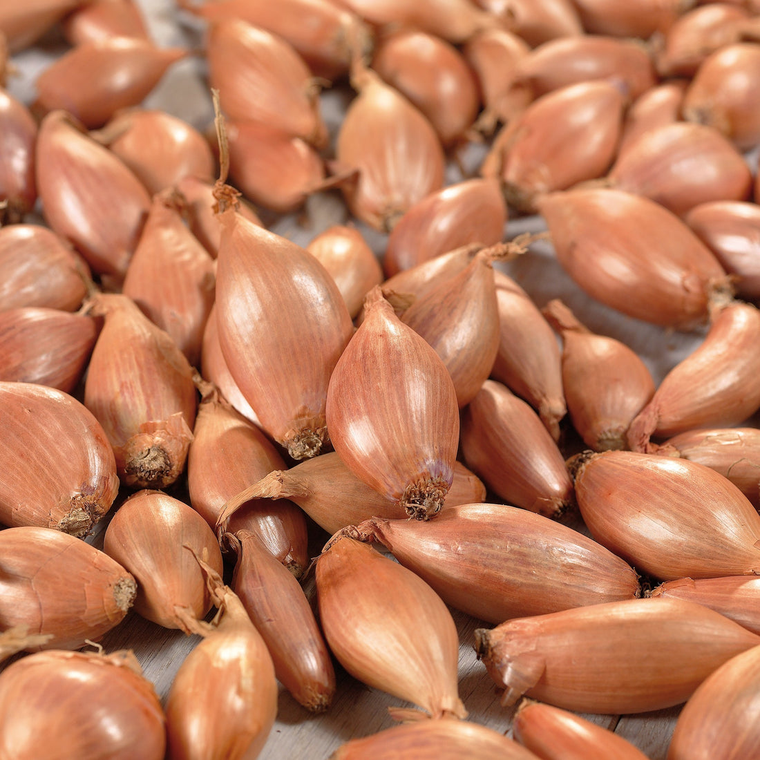 Salottisipuli 'Longor'