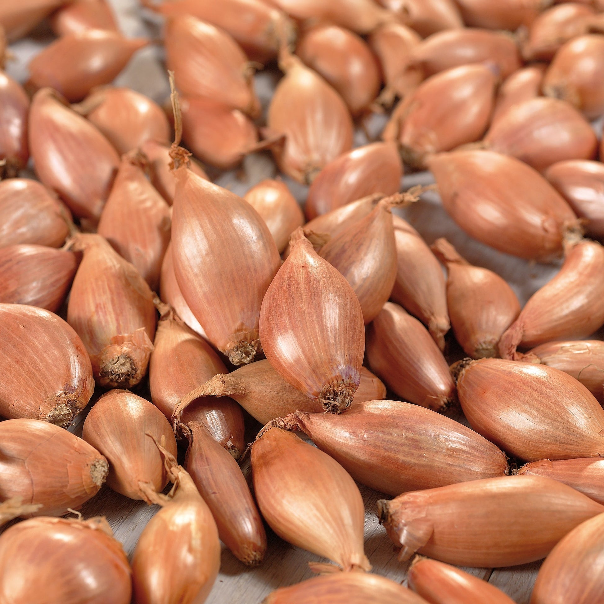 Salottisipuli 'Longor'