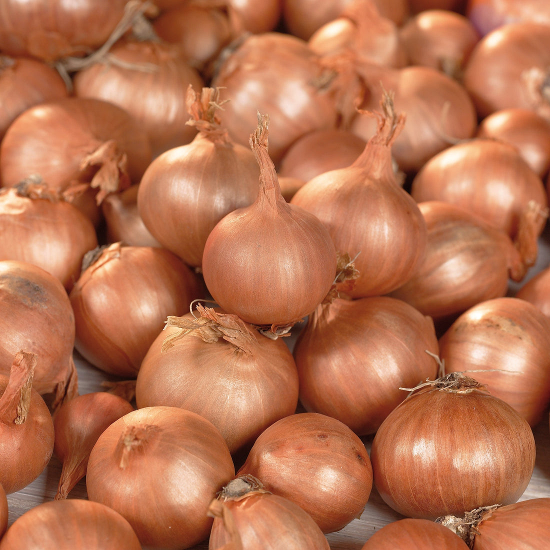 Salottisipuli 'Red Sun'