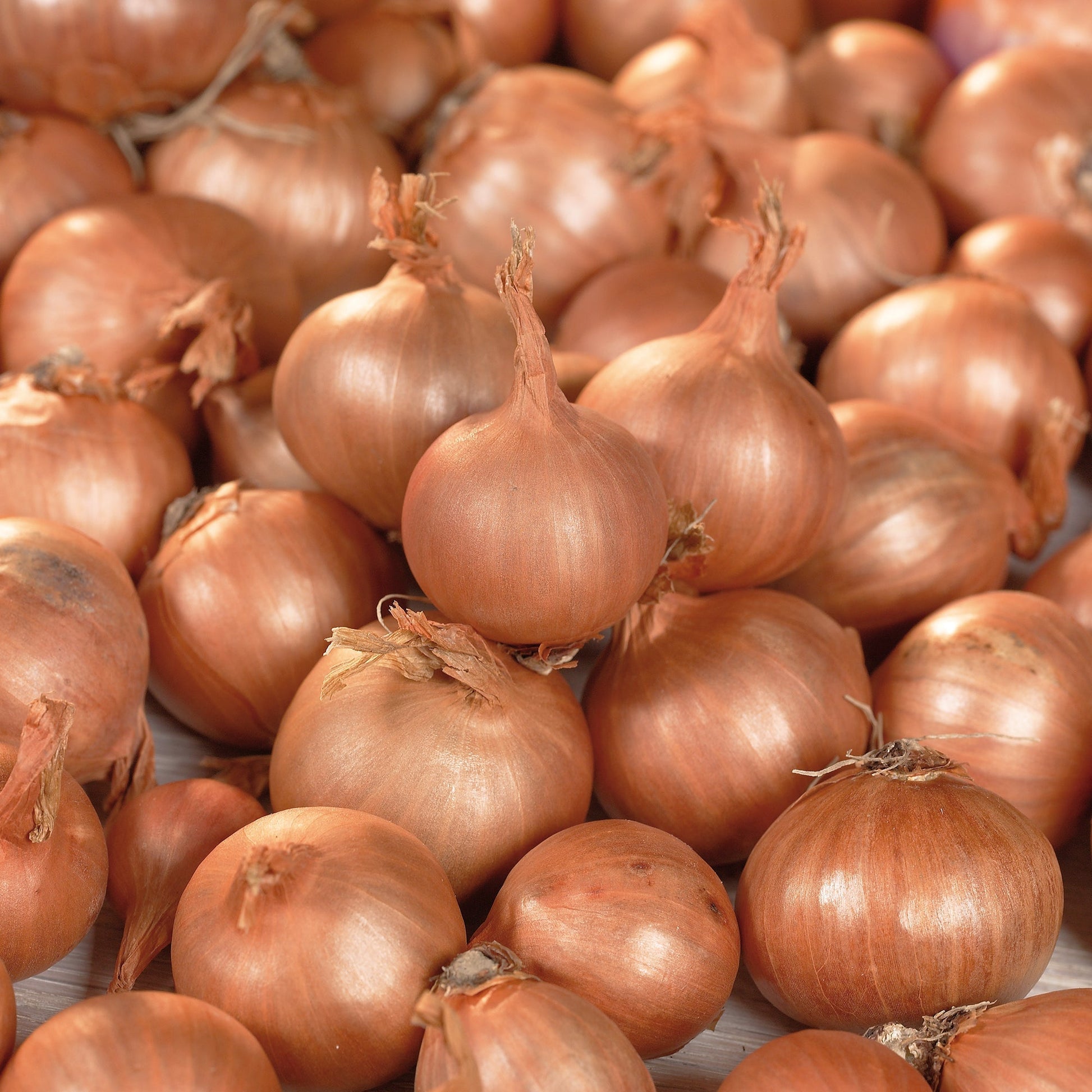 Salottisipuli 'Red Sun'