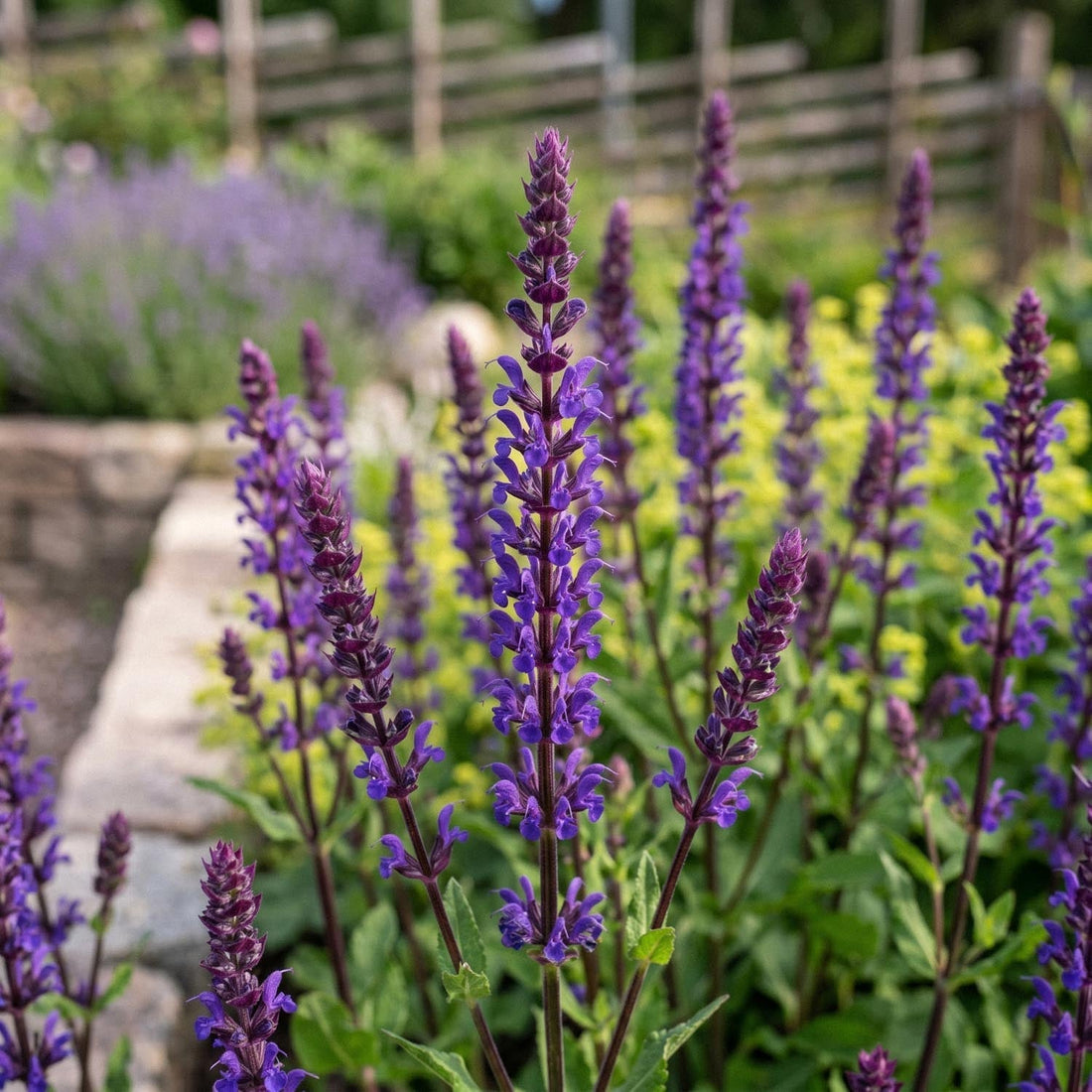 Salvia 'Caradonna'