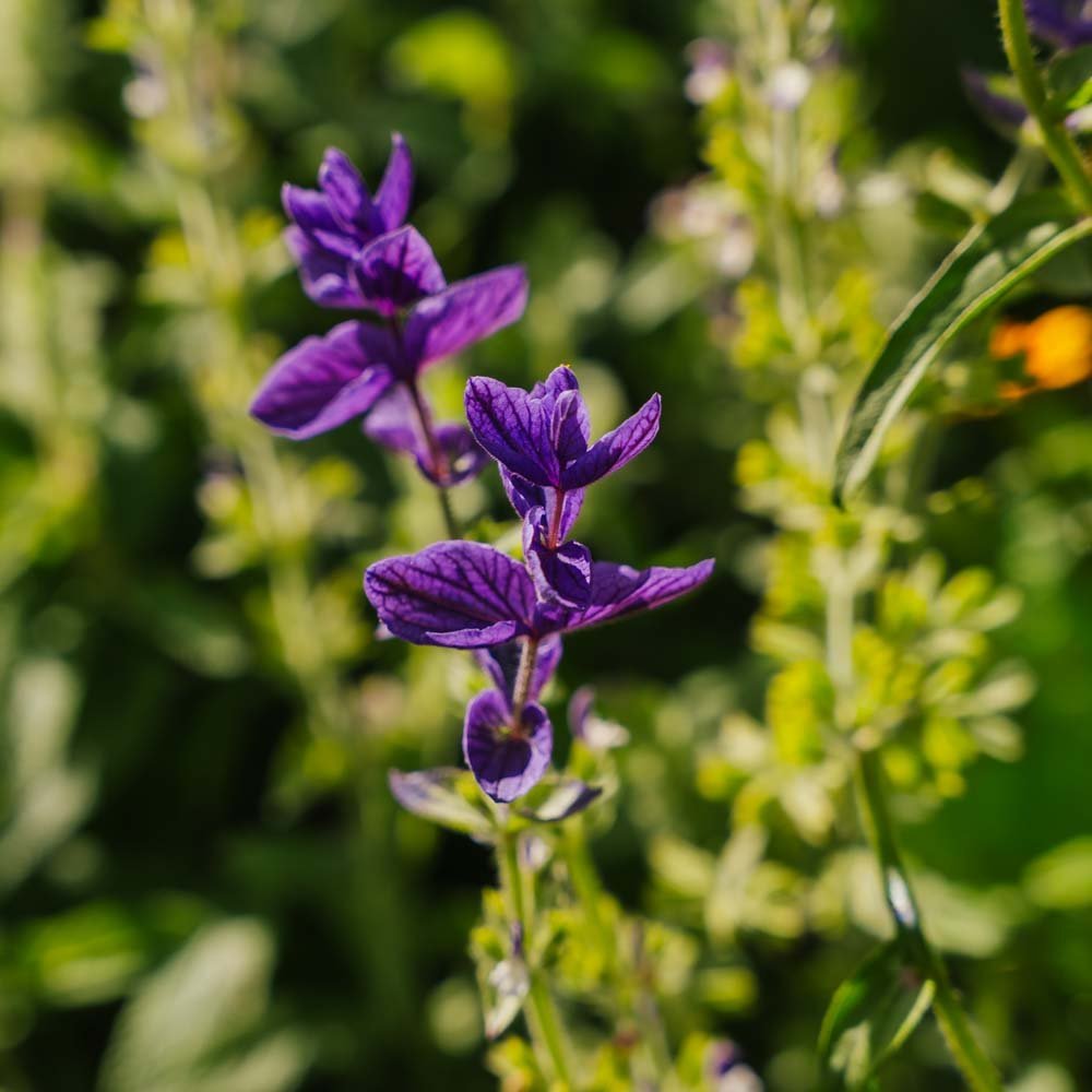 Salvian siemenet 'Purple' - 50 luomusiementä