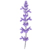 Salvia paljasjuuritaimet