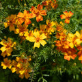Samettikukan siemenet 'French Marigold' - 75 luomusiementä