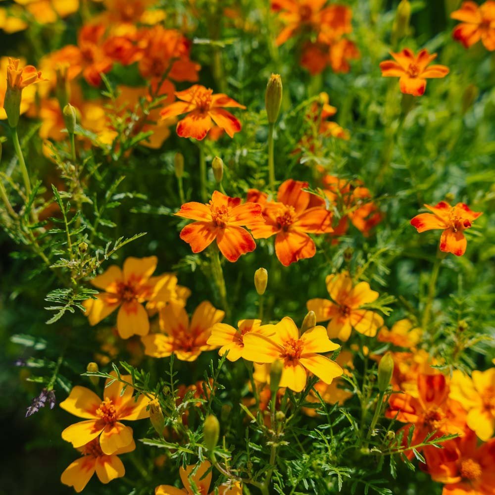 Samettikukan siemenet 'French Marigold, Mixed' - 75 luomusiementä