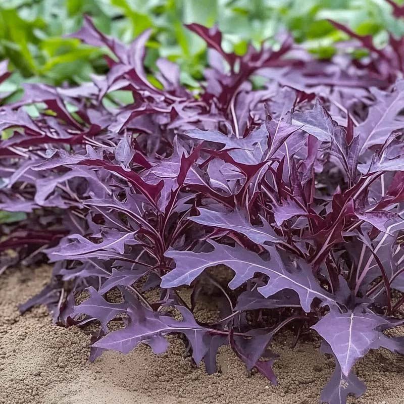 Sarepta - sinapin siemenet 'Rouge metis' - 180 luomusiementä