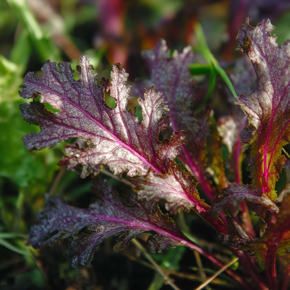 Sarepta sinapin siemenet 'Rouge metis' - 180 luomusiementä