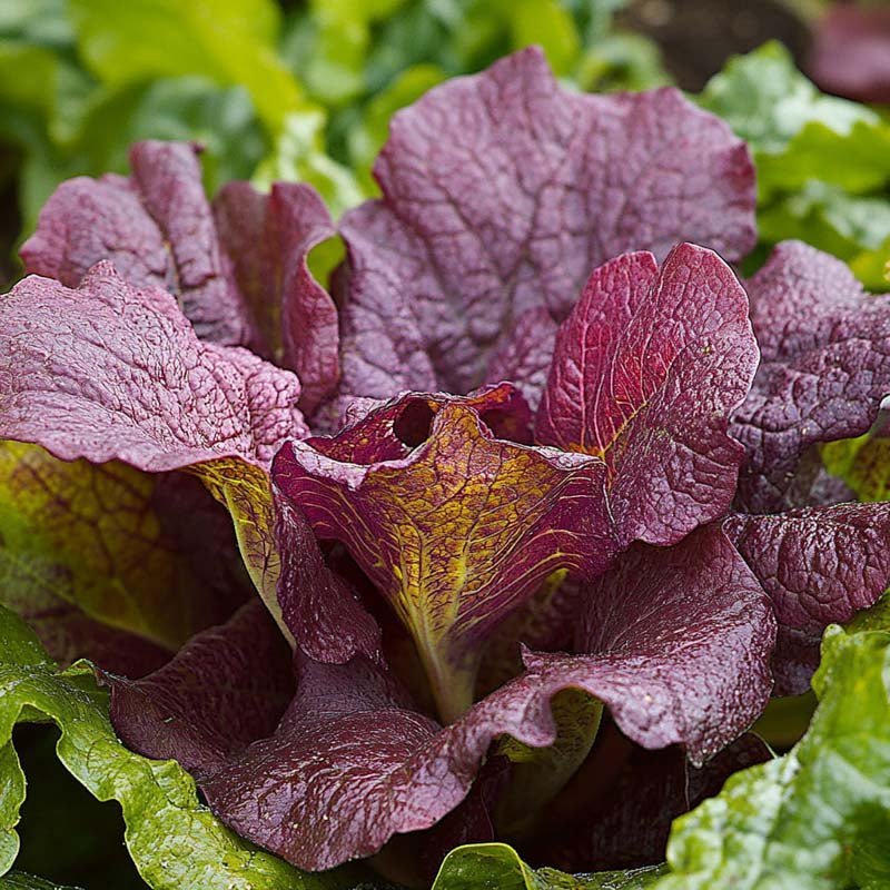 Sarepta - sinapinsiemenet 'Red Giant' - 180 luomusiementä