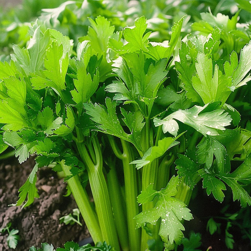 Sellerin siemenet 'Tall Utah' - 100 luomusiementä