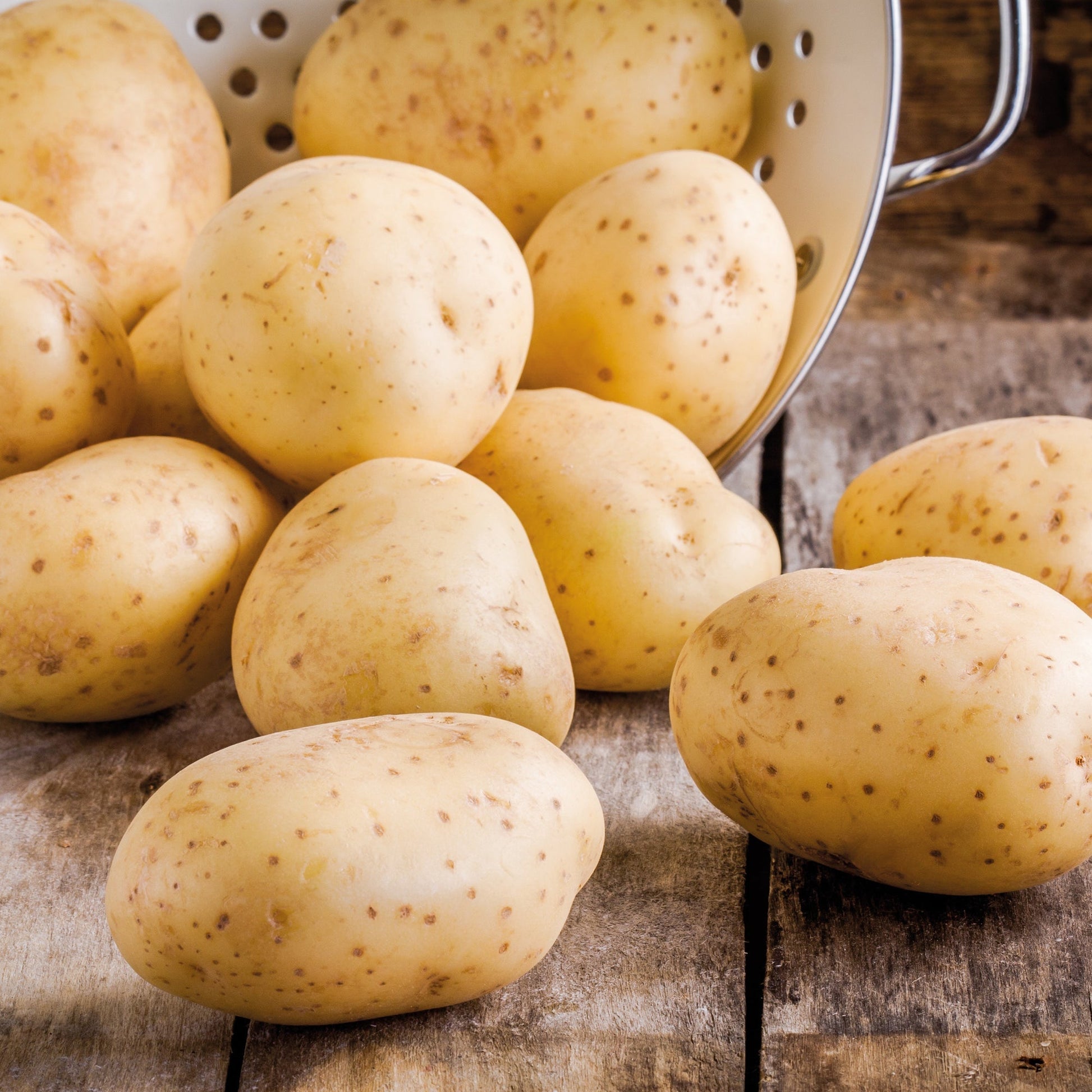 Siemenperuna 'Frieslander'