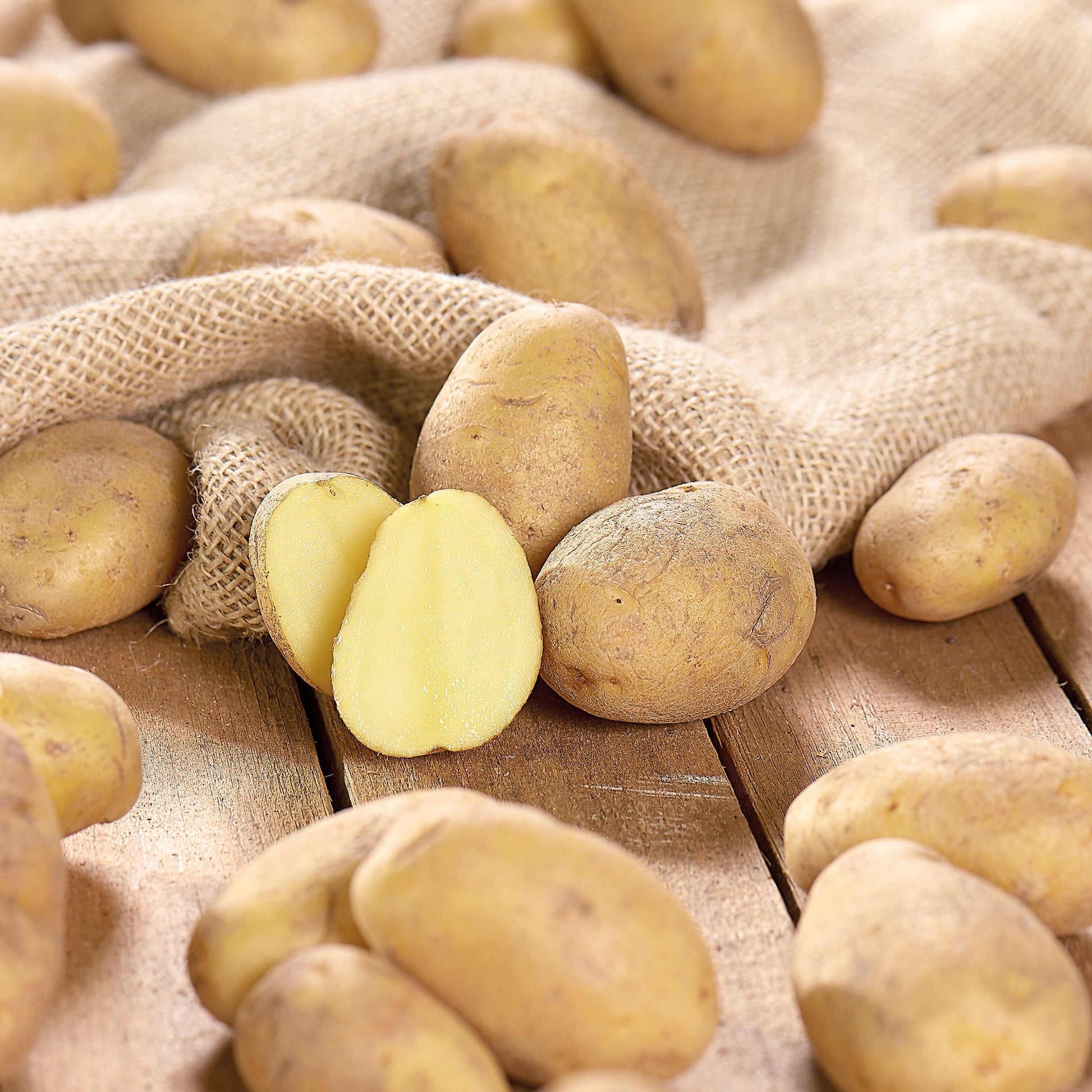 Siemenperuna 'Nicola'