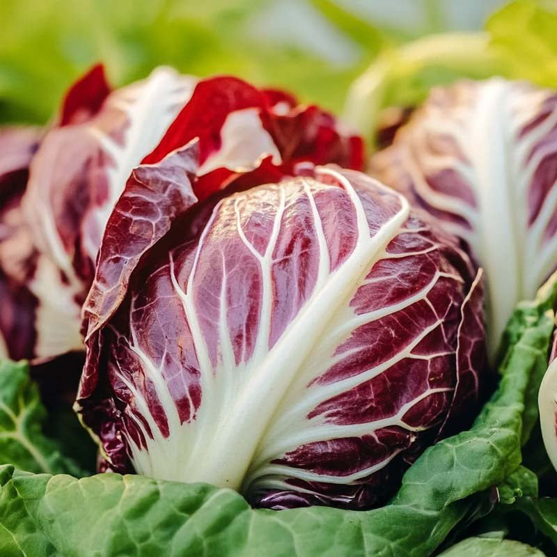 Sikurin salaattisiemenet 'Palla Rossa' - 200 luomusiementä