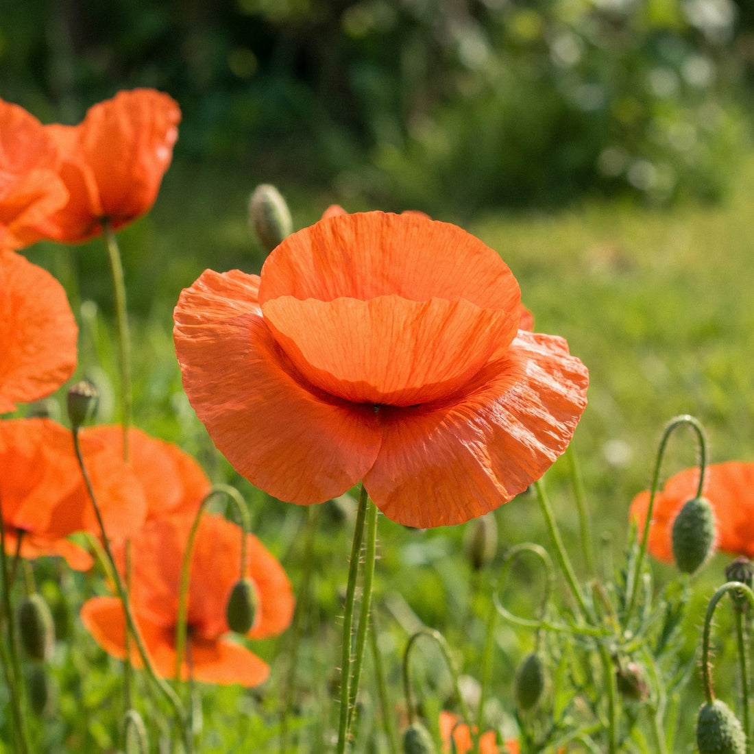 Silkkiunikko siemenet 'Common poppy' - 700 luonnonmukaista siementä