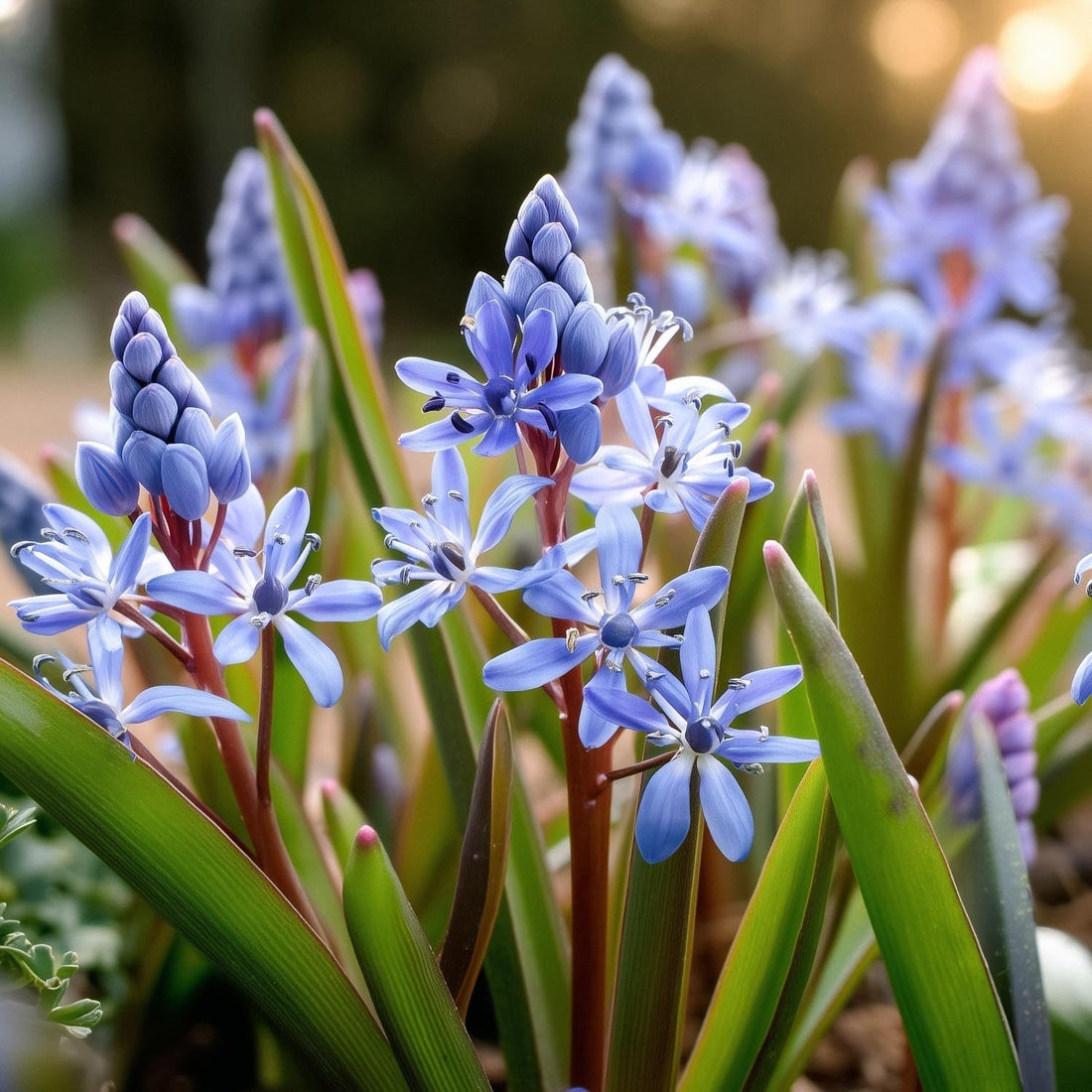 Sinililjat, Scilla 'Bifolia'