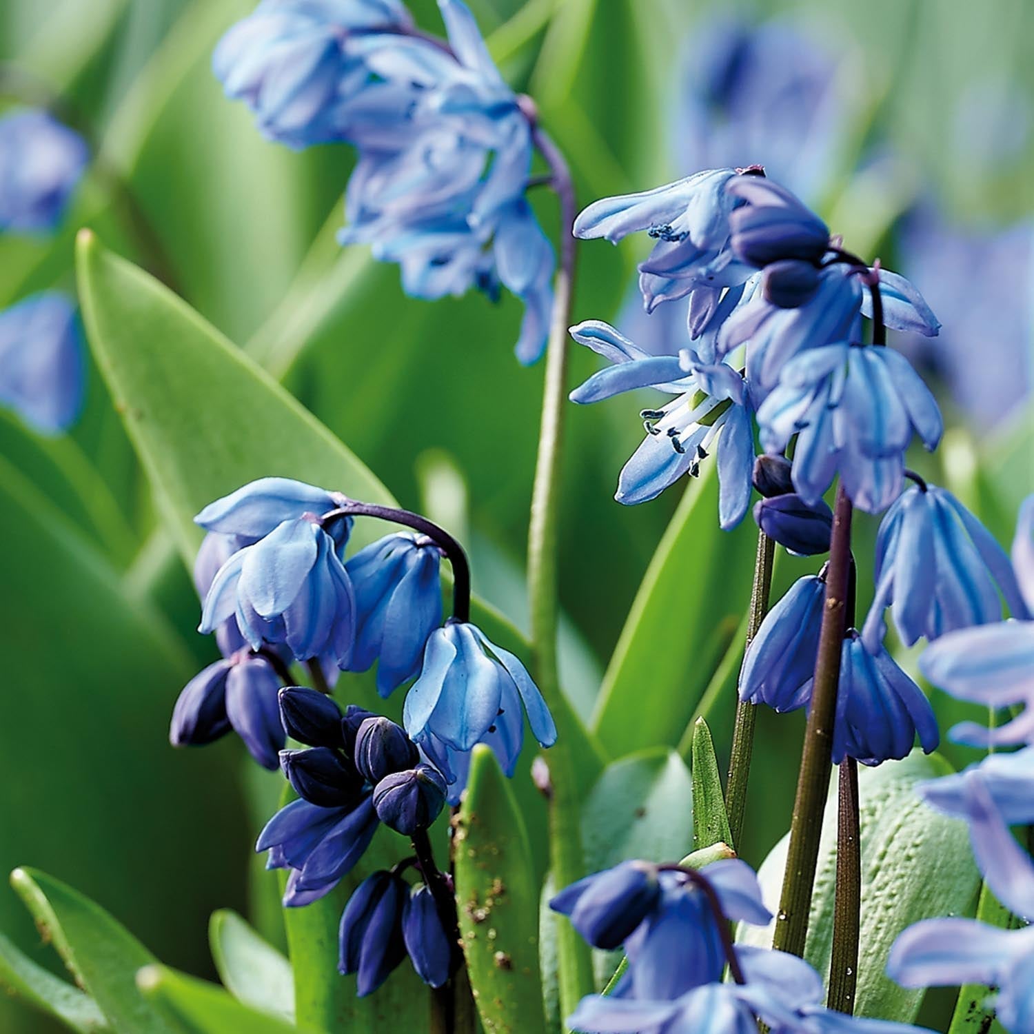 Sinililjat, Scilla 'Siberica'